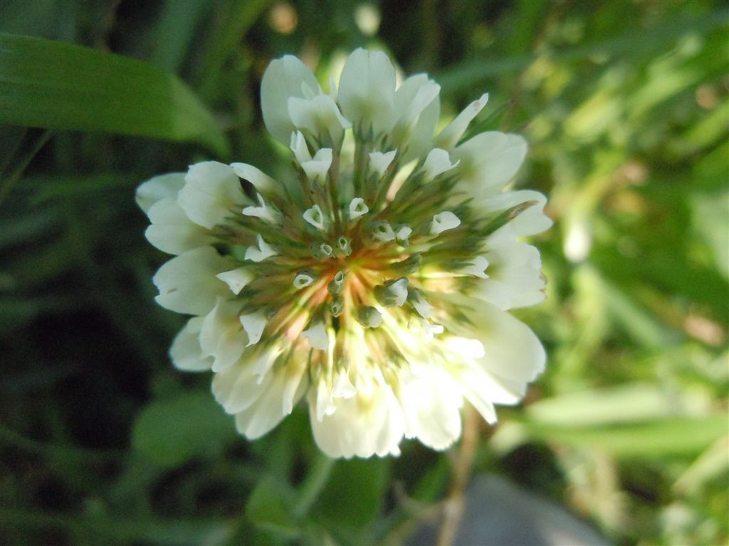 Trifolium repens?